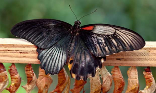 Papilio memnon (gynandromorph, live) (Internet Image property of respective owner, non-commercial use only)